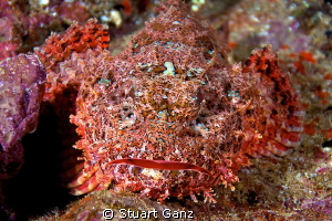 Titan Scorpionfish by Stuart Ganz 